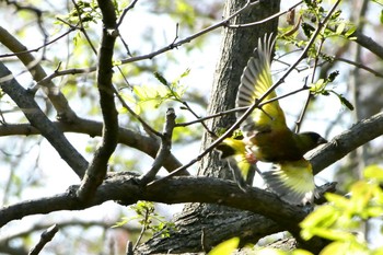 2019年4月18日(木) 多摩川二ヶ領宿河原堰の野鳥観察記録