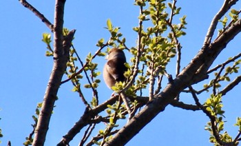 Hawfinch 大阪府岸和田市 蜻蛉池公園 Sun, 3/24/2019