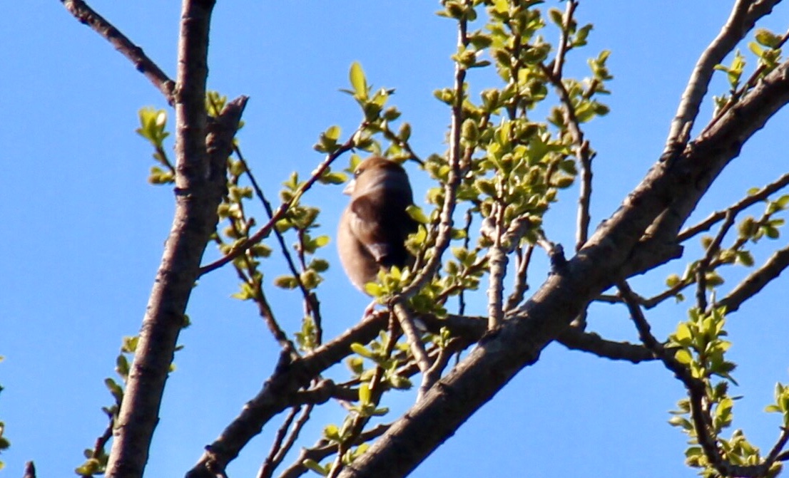 Photo of Hawfinch at 大阪府岸和田市 蜻蛉池公園 by くるみ