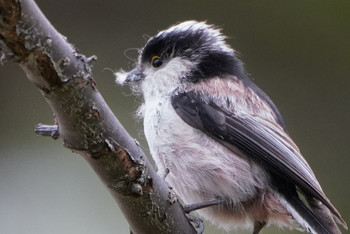 Long-tailed Tit 東京都多摩地域 Wed, 4/17/2019