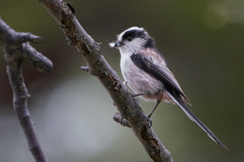 Long-tailed Tit 東京都多摩地域 Wed, 4/17/2019