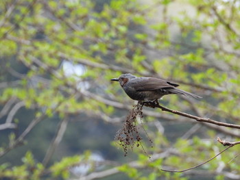 2019年4月17日(水) 早戸川林道の野鳥観察記録