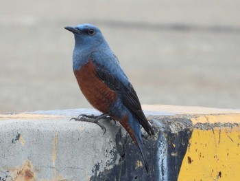 Thu, 4/11/2019 Birding report at 照ヶ崎海岸