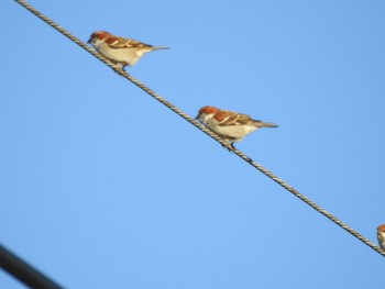 2018年12月31日(月) 板倉農耕地の野鳥観察記録