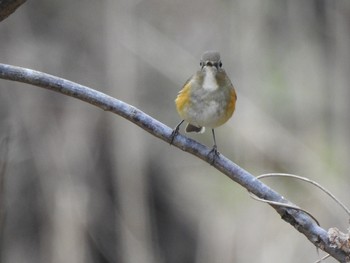 2018年12月26日(水) 北本自然観察公園の野鳥観察記録