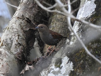 2018年12月20日(木) 筑波山の野鳥観察記録