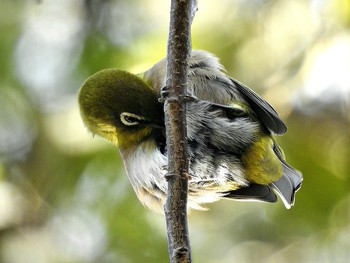 Wed, 11/28/2018 Birding report at Akigase Park