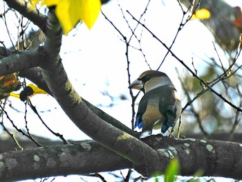 シメ 秋ヶ瀬公園 2018年11月28日(水)