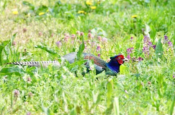 キジ 北本自然観察公園 2019年4月18日(木)