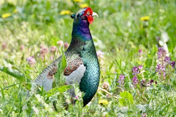 2019年4月18日(木) 北本自然観察公園の野鳥観察記録