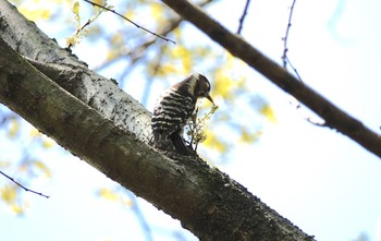 コゲラ 北本自然観察公園 2019年4月18日(木)