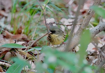 アオジ 北本自然観察公園 2019年4月18日(木)