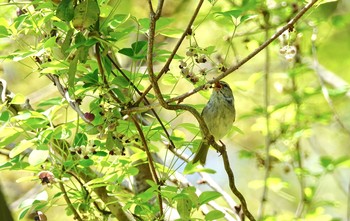 ウグイス 北本自然観察公園 2019年4月18日(木)