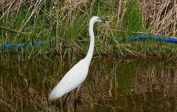 ダイサギ 北本自然観察公園 2019年4月18日(木)