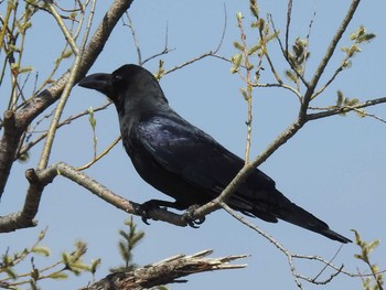 Large-billed Crow 東屯田遊水地 Fri, 4/19/2019