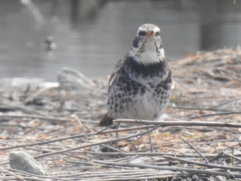 Dusky Thrush 東屯田遊水地 Fri, 4/19/2019