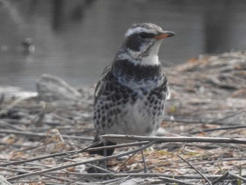 Dusky Thrush 東屯田遊水地 Fri, 4/19/2019