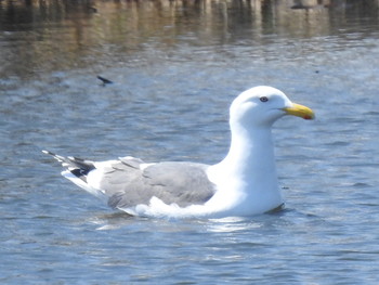 Black-tailed Gull 東屯田遊水地 Fri, 4/19/2019