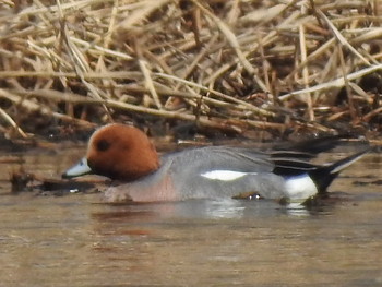 Eurasian Wigeon 東屯田遊水地 Fri, 4/19/2019