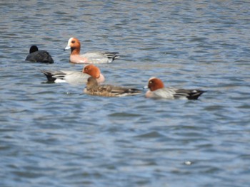 Eurasian Wigeon 東屯田遊水地 Fri, 4/19/2019