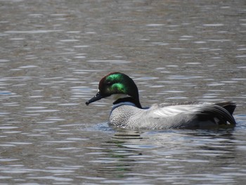 Falcated Duck 東屯田遊水地 Fri, 4/19/2019