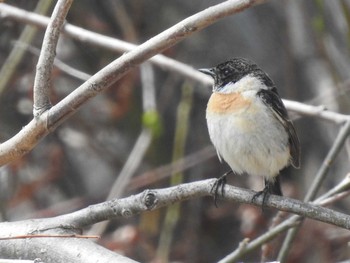 Amur Stonechat 東屯田遊水地 Fri, 4/19/2019