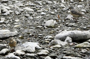 Water Pipit Unknown Spots Fri, 4/19/2019