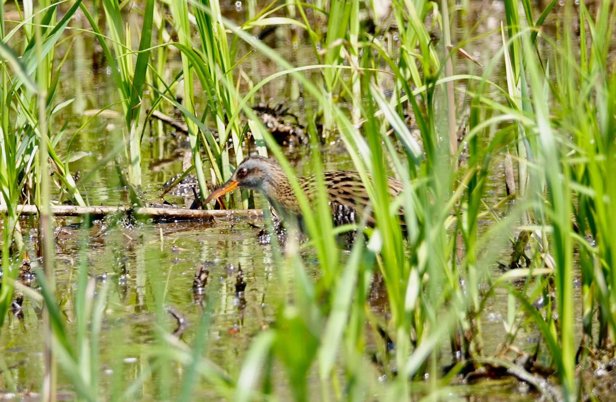 北本自然観察公園 クイナの写真 by のどか