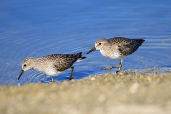 アメリカヒバリシギ San Jose Estuary(Mexico) 2018年12月27日(木)