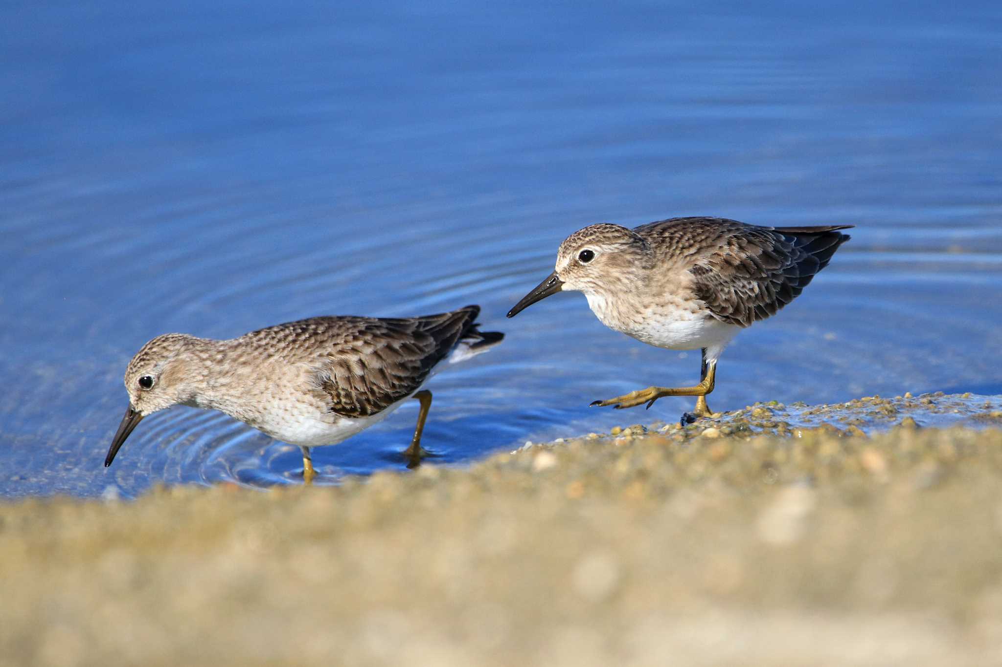 Photo of Least Sandpiper at San Jose Estuary(Mexico) by とみやん