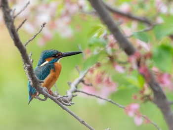 カワセミ 場所が不明 2019年4月19日(金)