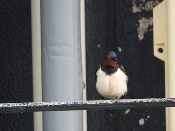 2019年4月19日(金) 富津市金谷の野鳥観察記録