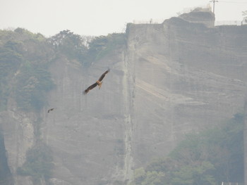 Fri, 4/19/2019 Birding report at 鋸山