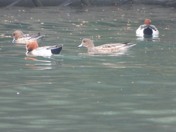 Eurasian Wigeon 富津市竹岡 Fri, 4/19/2019