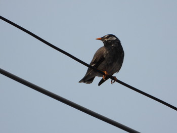 White-cheeked Starling 富津市竹岡 Fri, 4/19/2019