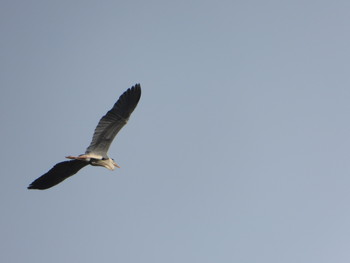 Grey Heron 富津市竹岡 Fri, 4/19/2019