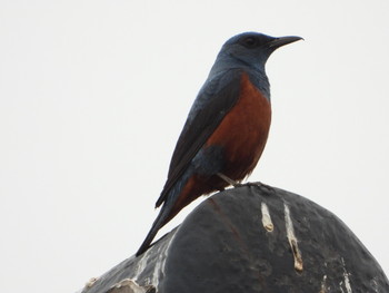 Blue Rock Thrush 元名漁港 Fri, 4/19/2019