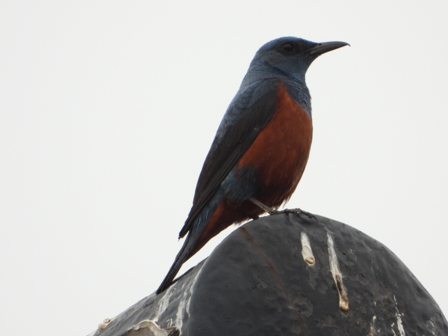 Blue Rock Thrush