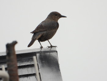 Blue Rock Thrush 元名漁港 Fri, 4/19/2019