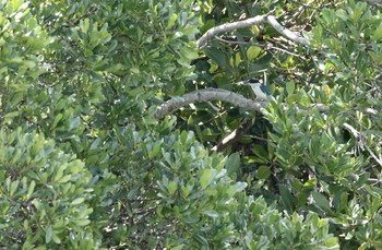 ナンヨウショウビン 沖縄漫湖公園 2018年3月11日(日)