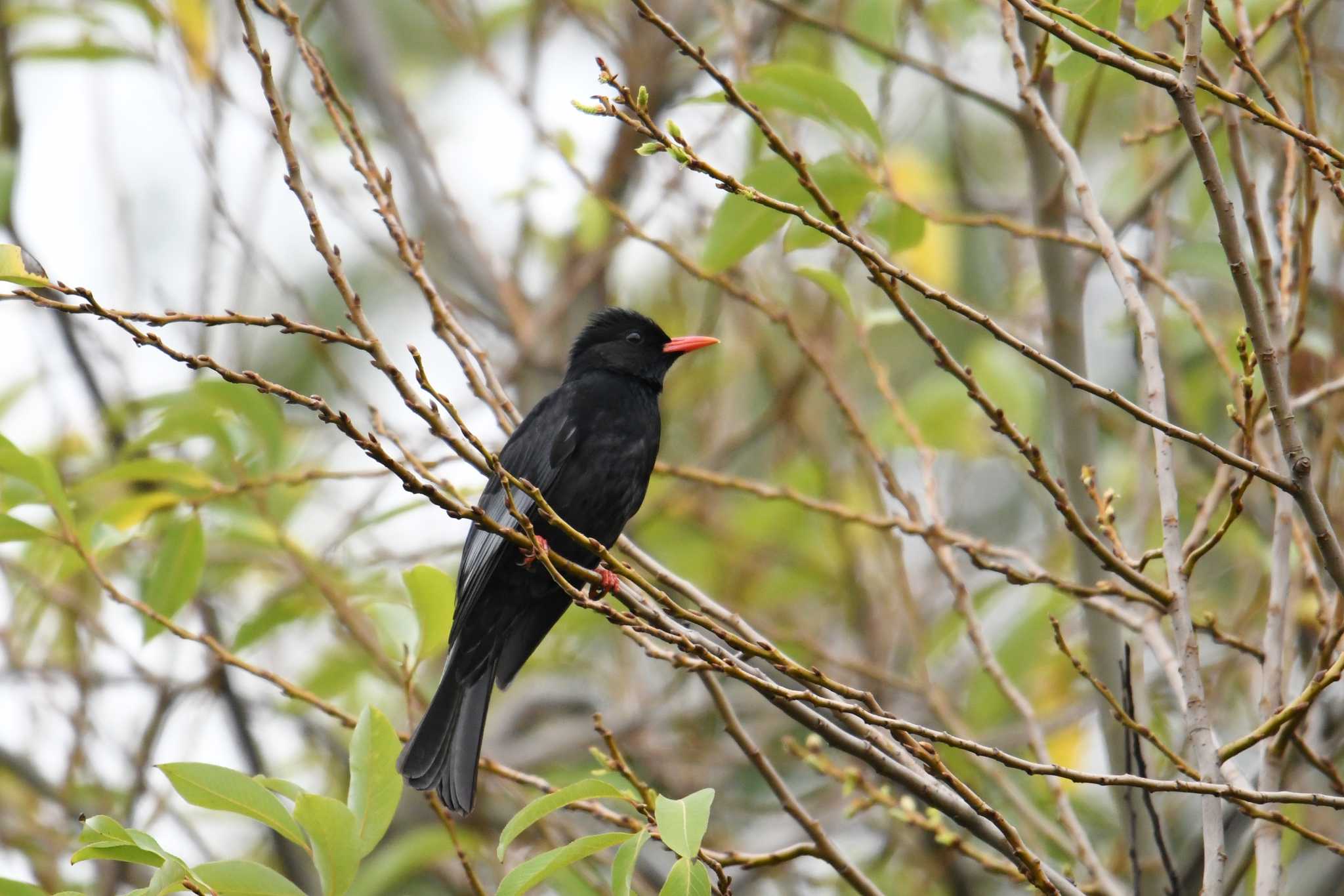 Photo of Black Bulbul at 台北植物園 by あひる