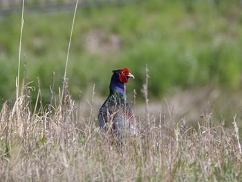 2019年4月19日(金) 茨城町桜の郷の野鳥観察記録