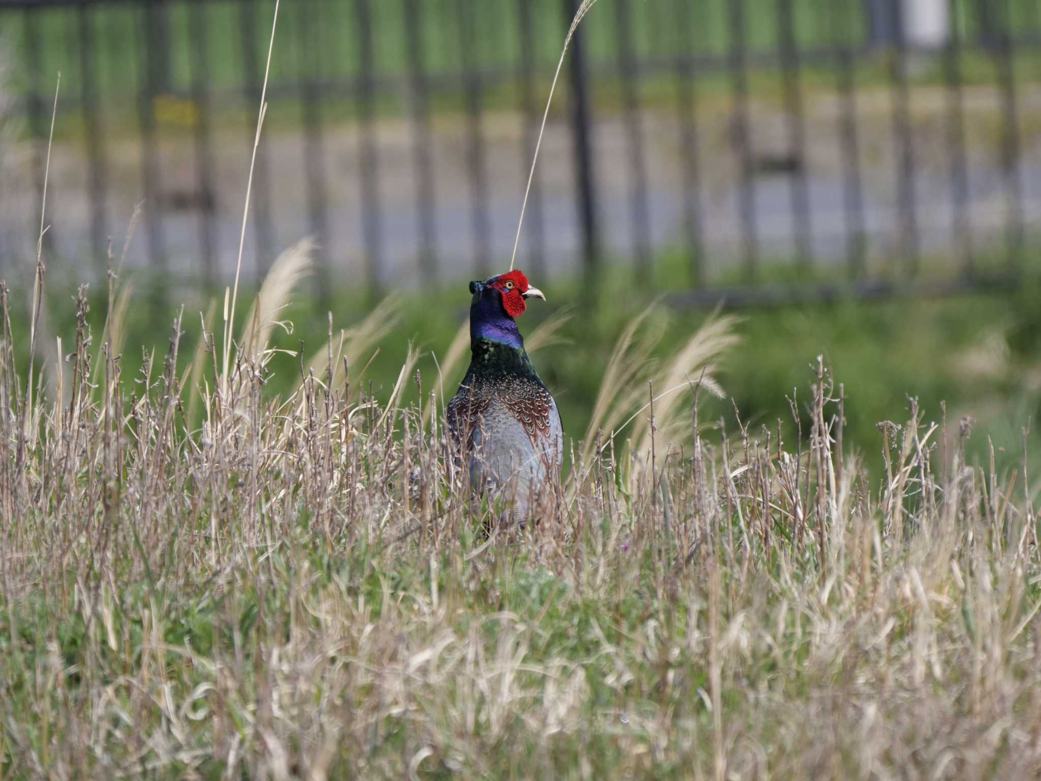 Photo of Green Pheasant at 茨城町桜の郷 by 栗もなか