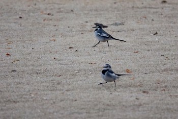 2018年2月4日(日) 新宿御苑の野鳥観察記録