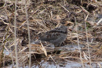 Solitary Snipe 秋田県大館市 Mon, 3/11/2019