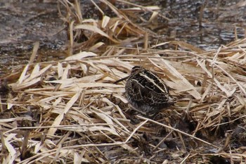 Common Snipe 秋田県大館市 Mon, 3/11/2019