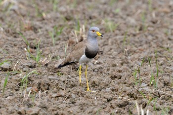 2019年4月19日(金) 加木屋緑地の野鳥観察記録