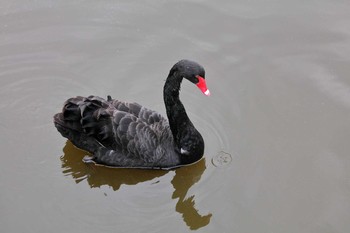 Black Swan 滋賀県 Fri, 1/25/2019