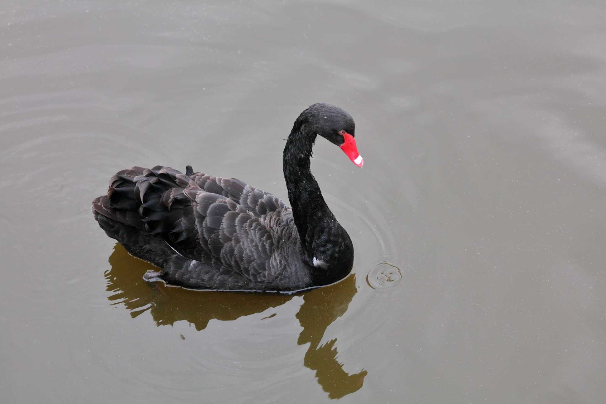 Photo of Black Swan at 滋賀県 by アカウント695