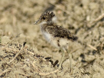 ケリ 場所が不明 2019年4月18日(木)